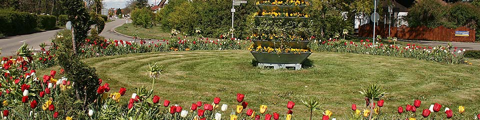 Bild zeigt den Verkehrskreisel am Ortseingang mit Tulpenblüte