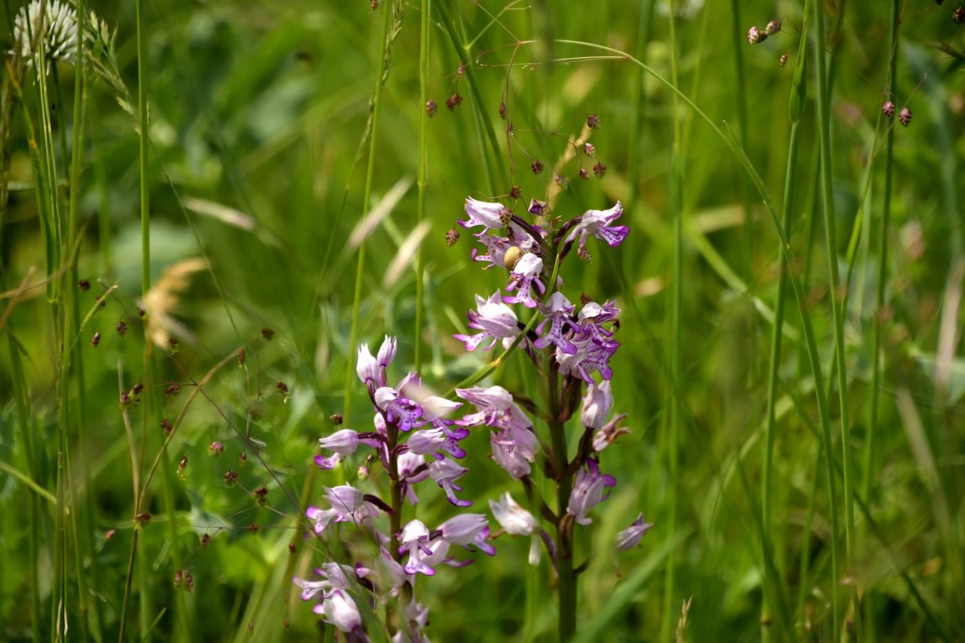 Nahaufnahme wilde Orchidee auf der Rheininsel