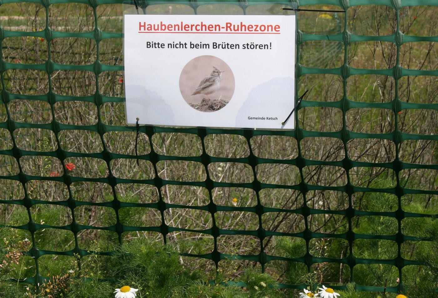 Das Bild zeigt einen eingezäunten Bereich für die Brutzonen der Haubenlerche