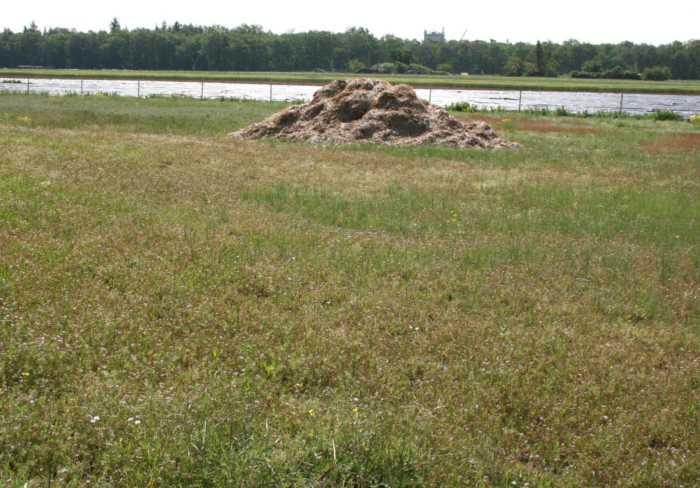 Das Bild zeigt einen Misthaufen in der Habitatfläche