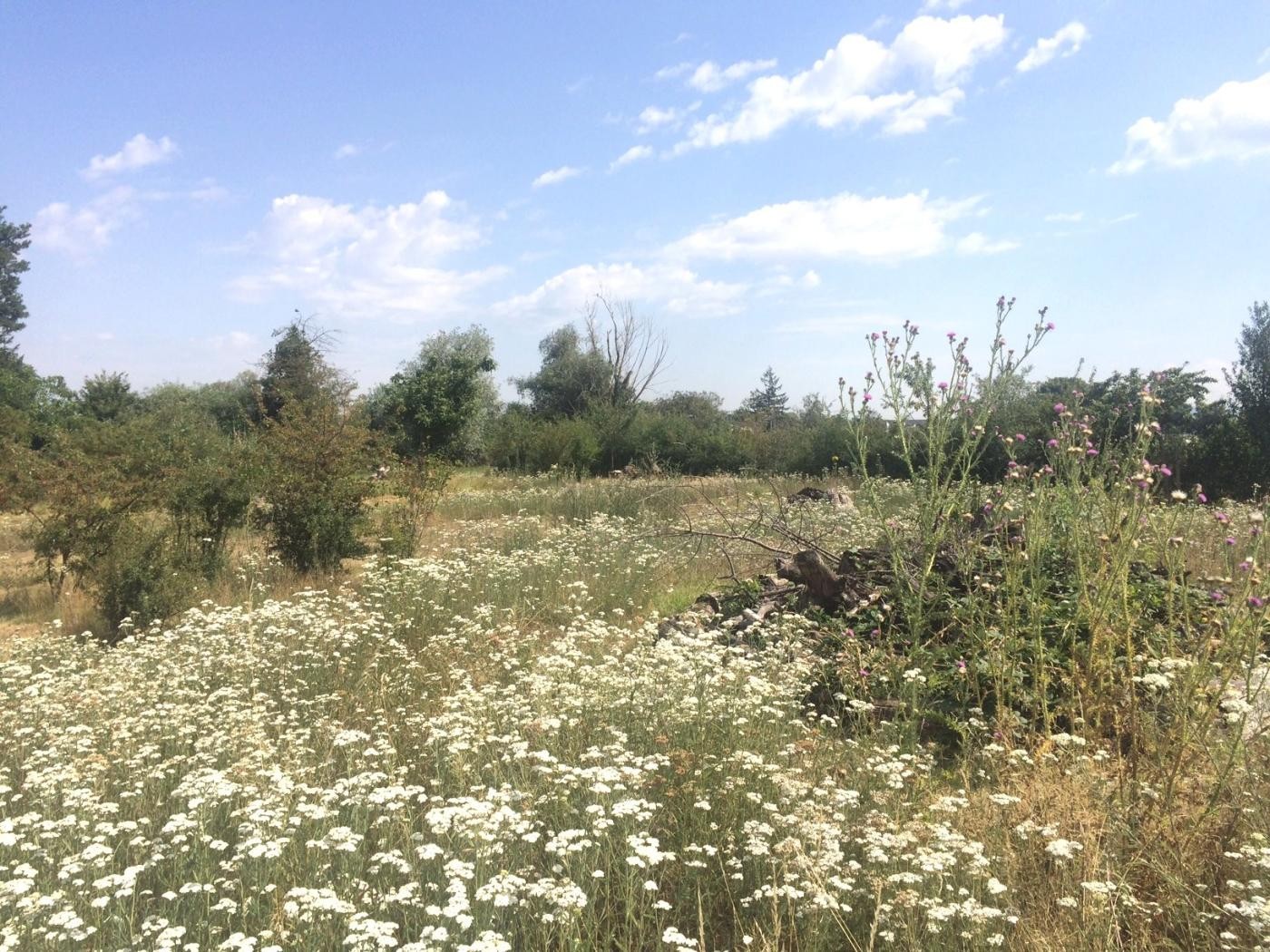 Das Bild zeigt das Gelände der alten Deponie mit Wildblumenwiese