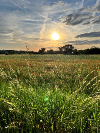 Hohes Gras, Wiese, im Hintergrund Sonnenuntergang