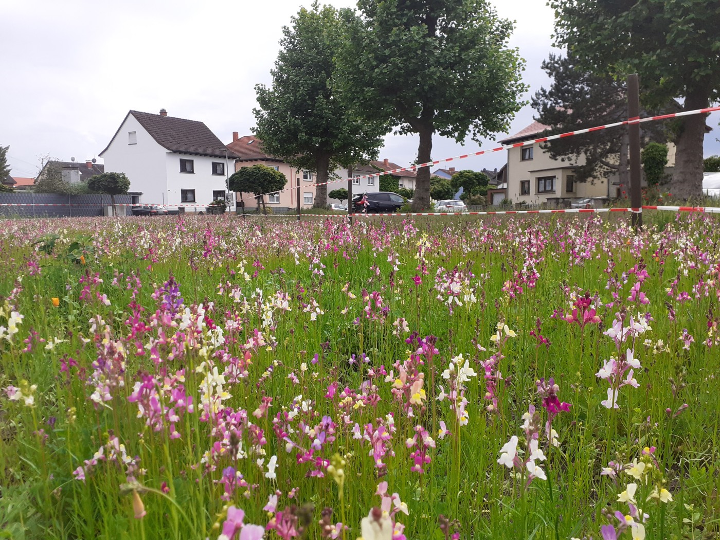 Blühende Wiese